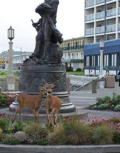 The Ocean Front At Motel